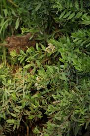 Image result for Pluchea dioscoridis