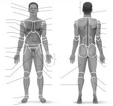 These muscles help you move, lift things, pump blood through your body, and even help you breathe. Https Www Saddleback Edu Faculty Thuntley Bio113 Labs Lab1 Pdf