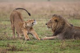 Such a pleasurable and majestic pictures of lion and lioness at. 500 Lioness Pictures Download Free Images On Unsplash