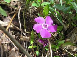 Image result for Vinca minor