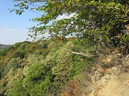 Nevoile, durerea, lipsa banilor şi asuprirea îi făceau pe haiduci să pădurile cele mai neumblate şi cele mai îndepărtate erau areale preferate de haiduci. Video Rapa Diavolului Locul Unde Comorile Ard È™i Bantuie Duhurile Rele Este La Doar CaÈ›iva Kilometri De PloieÈ™ti Republikanews