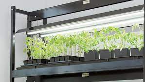 Plants are better at absorbing and using light in the red and blue parts of the spectrum, and reflect more light in the green part of the spectrum. Gardening Under Grow Lights Gardener S Supply