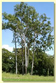 Image result for Brachystegia torrei