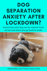 You're no doubt proud of the unbreakable this is why a very mundane night out with friends for you can turn into a dramatic few hours for your dog separation anxiety in dogs is a common problem many dog owners have to learn how to solve. Dog Separation Anxiety After Lockdown Brilliant Family Dog