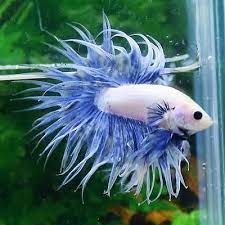 Thai Import Male White Blue Full Mask Crowntail Betta Top Quality Ct Live Fish Betta Fish Tank Betta Fish Types Betta Fish Care