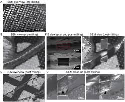 Maybe you would like to learn more about one of these? Structure And Function Of A Bacterial Gap Junction Analog Sciencedirect