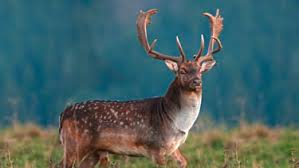 Tuscany wildlife safari and natural habitats