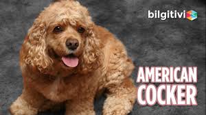 American Cocker Cinsi Kopeklerin Ozellikleri Youtube
