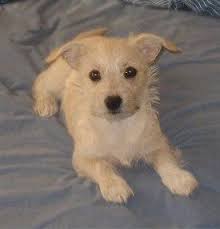 Chi Poo Dog Breed Pictures 2 Chihuahua Poodle Mix Poodle Mix Puppies Dog Breeds
