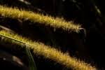 Image result for Tristachya lualabaensis