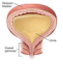 Image result for bladder