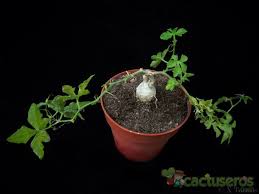 Image result for Kedrostis nana