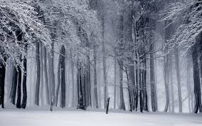 Backgrounds for wide screen monitors. Winter Forest 4k Wallpapers Top Free Winter Forest 4k Backgrounds Wallpaperaccess