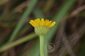 Image result for Anisopappus chinensis