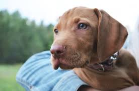 Find your vizsla puppy on the want ad digest today! Ideal Meadows Vizslas Posts Facebook