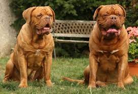 Dogue De Bordeaux Health Problems Feeding
