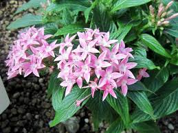 Pentas lanceolata, commonly known as egyptian starcluster, is a species of flowering plant in the madder family, rubiaceae that is native to. Egyptian Starcluster Pentas Lanceolata Flower Database