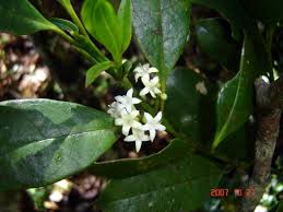 Image result for Craterispermum schweinfurthii