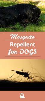 Natural Mosquito Repellent For Dogs Homemade Keep Mosquitoes Away Mosquito Repellent For Dogs Natural Mosquito Repellant Safe Mosquito Repellant
