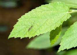 Lifehackreport.com has been visited by 10k+ users in the past month Plants That Repel Mosquitoes And Other Insects The Old Farmer S Almanac