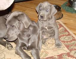 Follow me for adorable great dane pictures! Puppies Blue Great Danes Blue Great Dane Puppies Great Dane Puppy