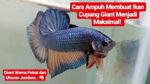 Ikan cupang menjadi salah satu ikan yang cukup digandrungi beberapa bulan belakangan. Cara Ampuh Membuat Ikan Cupang Giant Menjadi Maksimal Ala Becis Cupang Depok Youtube