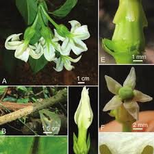 Image result for Marsdenia sylvestris