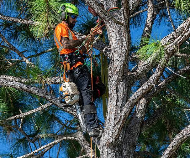 1 Tree Service Lancaster NY - Best Tree Removal, Trimming,