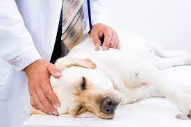 Schmerzmittel Fur Hunde Eine Ubersicht Auf Modern Dogs De