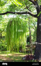 Helechos Colgantes En Rama Gran Arbol En El Jardin Fotografia De Stock Alamy