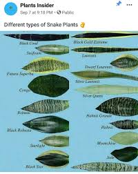 Stylish, modern & unique plants designed to impress. Different Types Of Snake Plants Halamanation
