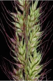 Image result for Echinochloa crus-pavonis