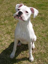 Marvelous White Boxer Lilly White Boxer Dogs Boxer Dogs Boxer Puppies