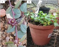 Image result for Brachystelma