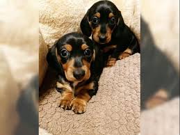 Image result for jezevčík hladkosrstý