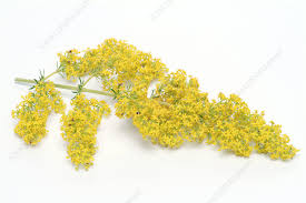 Image result for Galium verum