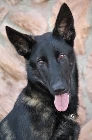 He fell in love with her german shepherd mix? Westside German Shepherd Rescue Of Los Angeles