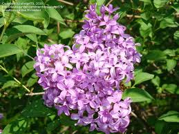 Purple flowering bush identification uk. Plant Identification Closed Tree Like Bush With Purple Flowers 1 By Shaigirl