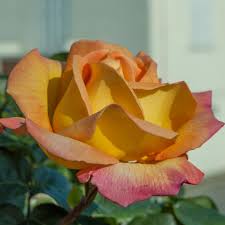 La sevillana è la rosa paesaggistica più venduta in europa. Rosier Mme A Meilland Rosiers A Grandes Fleurs Meilland Richardier