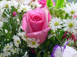 We offer an extraordinary number of hd images that will instantly freshen up your smartphone or computer. 210 Pink Rose Hd Wallpapers Background Images