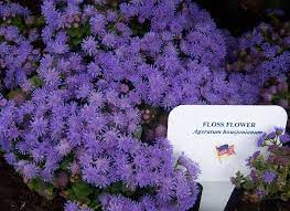 Photo Floss Flower Ageratum Houstonianum Cool Plants Flowers Beautiful Flowers