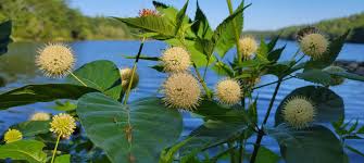 Image result for Cephalanthus