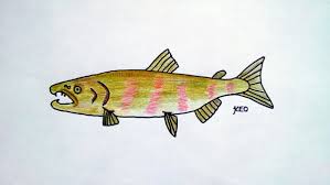 Oncorhynchus keta infra manok abramov, 1948: Katie O Reilly On Twitter During Spawning Time Chum Salmon Oncorhynchus Keta Enter Freshwater From The Ocean And Undergo Quite The Glow Up Males Go From All Silver To A Dark Olive W Reddish Purple