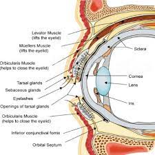 Causes Of A Twitching Eye Anatomy And Physiology Nursing Mnemonics Anatomy