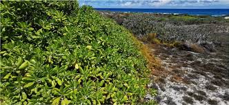 Image result for Erythroxylum platycladum