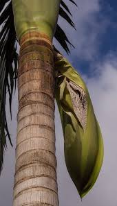 I'll go through each bug by name, what the symptoms of infestation look like and how to treat once diagnosed. Palm Tree Seeds Seed Free Photo On Pixabay