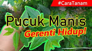 Check 'sayur mayur' translations into english. Cara Paling Mudah Menanam Sayur Pucuk Manis Gerenti Hidup Punya Youtube