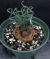 Image result for Albuca sp. no. 1