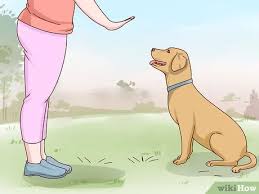 The labradoodle is a cross between the labrador retriever and the poodle. How To Care For A Labrador Retriever 14 Steps With Pictures