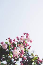 Floral wallpaper phone wallpaper iphone cute cellphone wallpaper colorful wallpaper galaxy wallpaper flower wallpaper rose pink free latest hd wallpapers for desktop pc, ipad, iphone, android phone. Flower Wallpapers Free Hd Download 500 Hq Unsplash